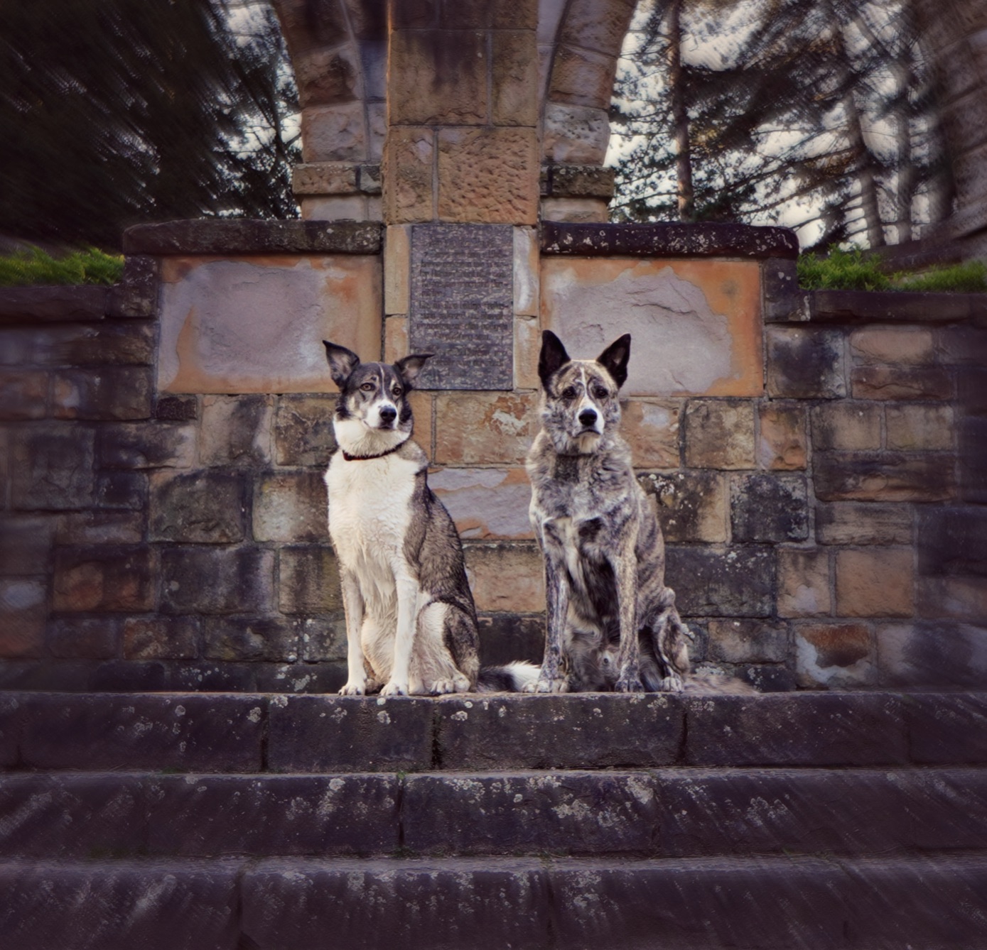 Der Hundevideograf