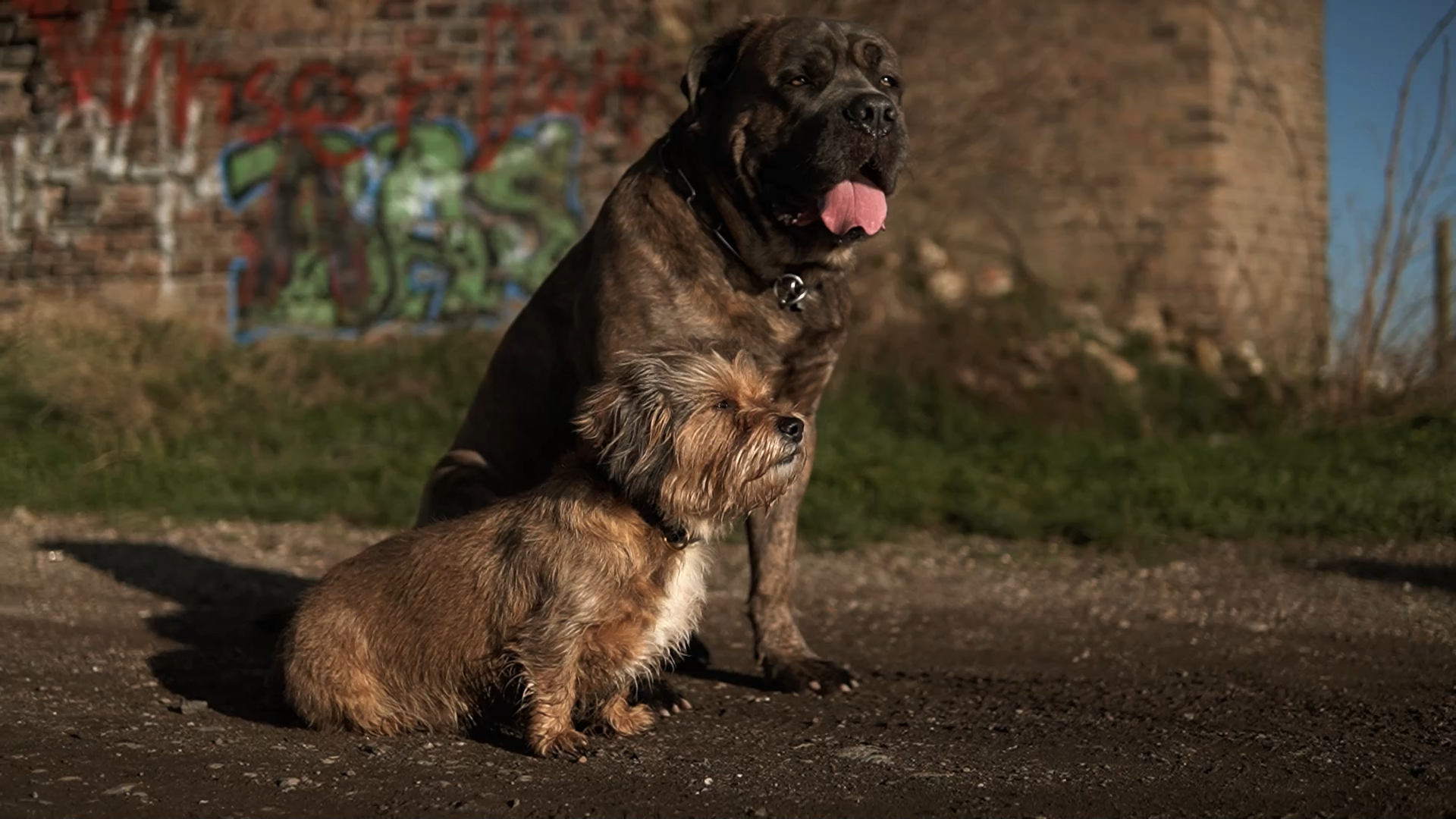 Hundeshooting